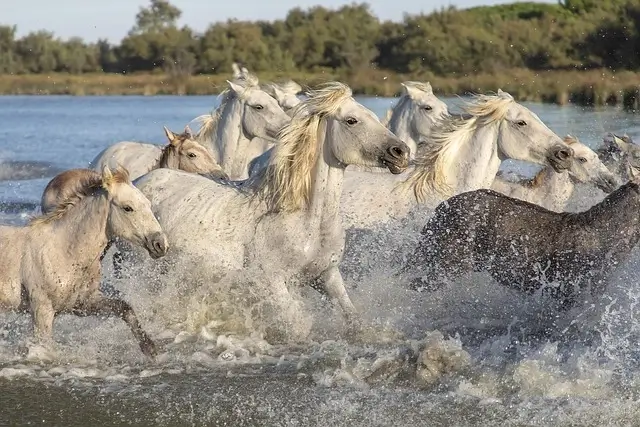 chevaux camarguais en pleine course dans les marais