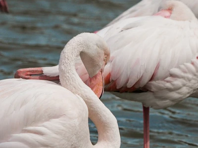 flamants roses dans les etangs camarguais
