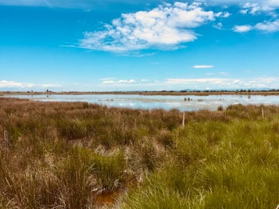magnifique Camargue sauvage avec les étangs les marais et les salicornes