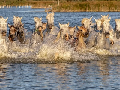 magnifiques chevaux camarguais galopant dans les marais