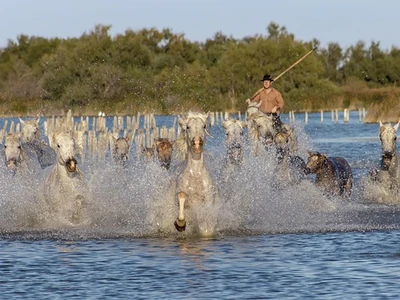 gardian qui surveille leur troupeau de chevaux camarguais, typiques de la région du sud de la France