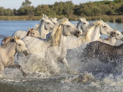 course de chevaux camarguais dans les marais gardois dans la Camargue sauvage