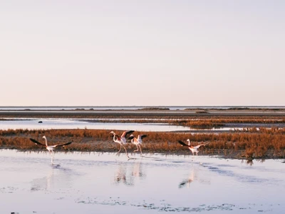 envol de flamants roses à apercevoir depuis les gites de l abri-côtier, à louer toute l'année