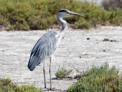 héron cendré dans la nature sauvage de la Camargue