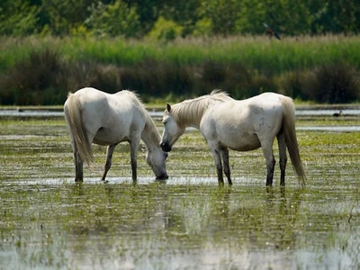 chevaux de Camargue se promenant dans des étangs du sud de la France, sauvages et ensoleillés
